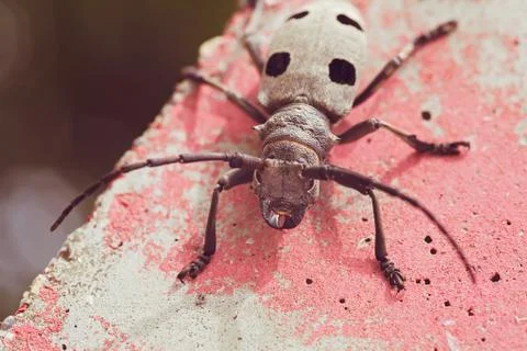 Long-horn beetle Free Stock Photos