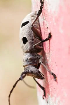 Long-horn beetle Free Stock Photos