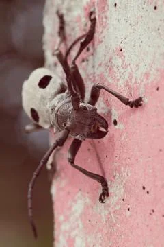Long-horn beetle Free Stock Photos