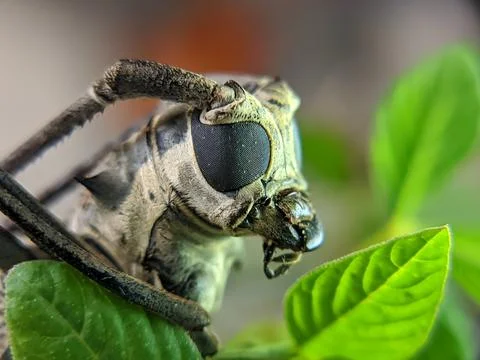 Long horn beetle for stacking high resulution Stock Photos