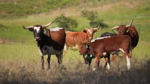 Long Horn Calf Walking 스톡 동영상 240645633