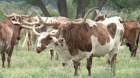 Long Horn Cattle Close up Видео 40723000