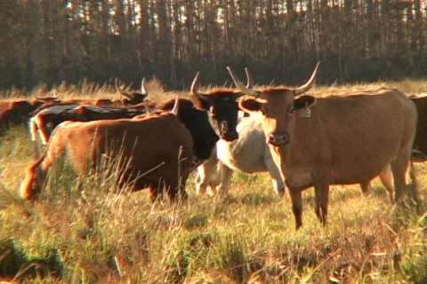 Long Horn Cattle on a Ranch Stock Footage 142501