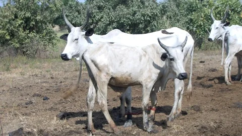 Long Horn Cattle STanding in the Sun in Africa co Stock Footage 115736680