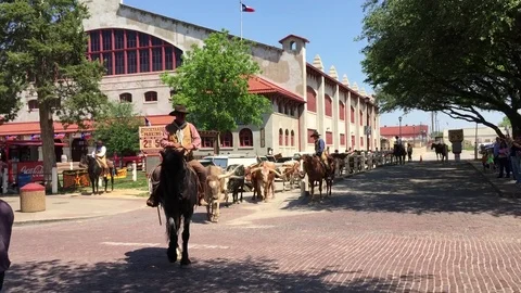Long Horn Cattle Texas Stock Footage 70222029