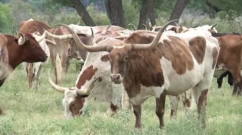 Long Horn Close up 2 Stock-Footage 40723148
