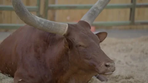 Long horn with flies Video stock 333325267