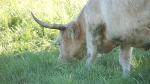 Long Horn Grazing Stock Footage 240645630