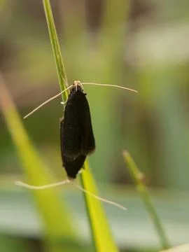 Long horn moth Fotos de archivo