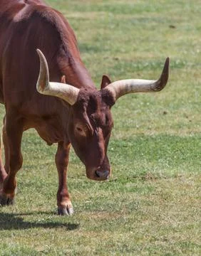 Long horn Stock Photos