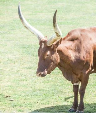 Long horn Stock Photos