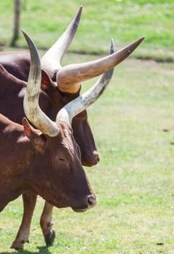 Long horn Stock Photos