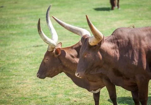 Long horn Stock Photos