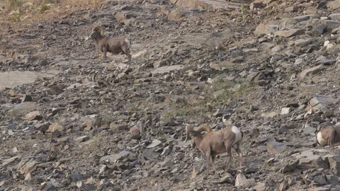Long Horn Sheep Males Walking on Colorado Rocky Mountain 03 Stock Footage 125048844