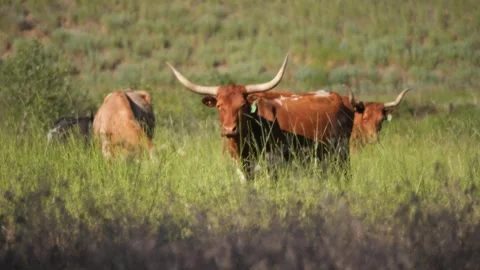 Long Horn Standing in a Field Stock Footage 240645670