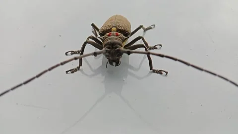 Long-horned beetle background on the floor Video stock 332119440