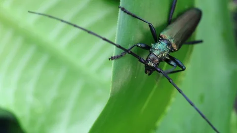 Long-horned beetle closeup in the wild Vídeos de archivo 98400797