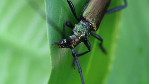 Long-horned beetle closeup in the wild Vídeo Stock 98401246