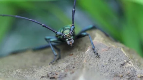 Long-horned beetle closeup in the wild Vídeo Stock 98402838
