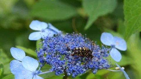 Long-horned beetle couple mating Stock Footage 83164555