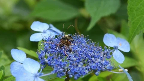 Long-horned beetle couple mating Stock Footage 83164559