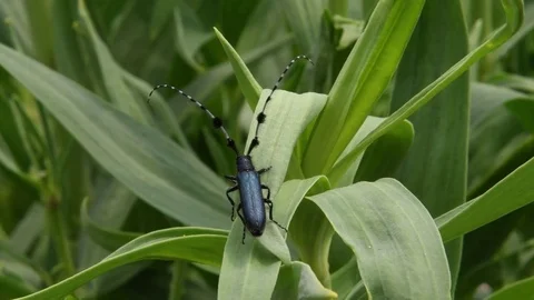 Long-horned beetle crawling Stock Footage 82557476