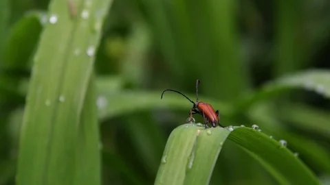 Long-horned beetle drying body Stock Footage 83164273