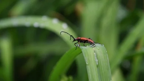 Long-horned beetle drying body Stock Footage 83164318