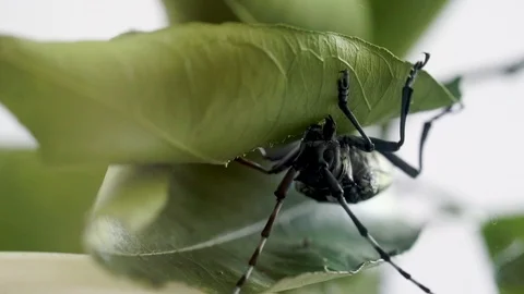 Long horned beetle Stock Footage 104325691