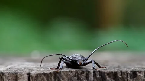 Long-horned beetle is moving Stock Footage 50374161