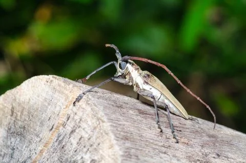 Long-horned beetle Stock Photos