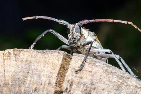 Long-horned beetle Stock Photos
