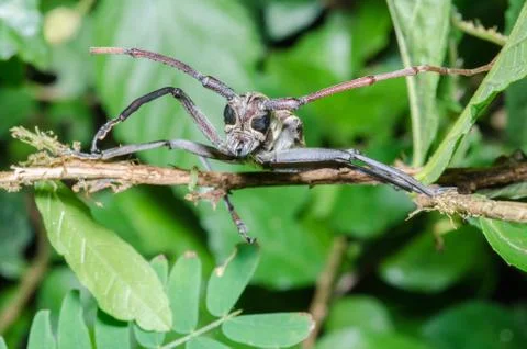 Long-horned beetle Stock Photos