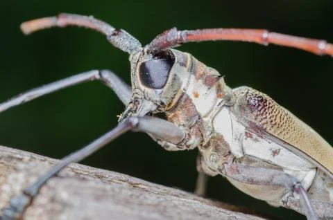 Long-horned beetle Stock Photos