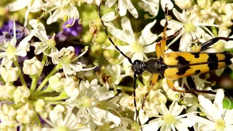 Long Horned Beetle, scientific name Rutpela maculata. Stock-Footage 193994196
