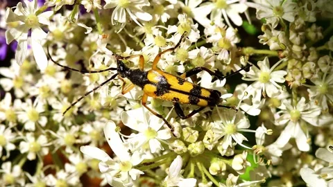 Long Horned Beetle, scientific name Rutpela maculata. Stock-Footage 193994320