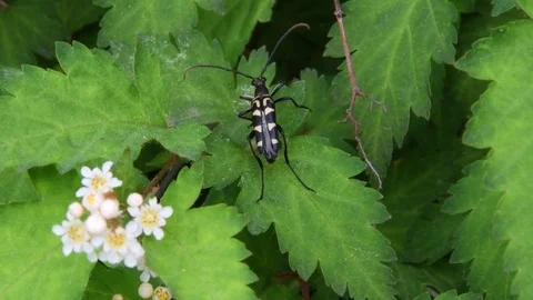 Long-horned beetle shitting Stock Footage 82671243