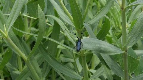 Long-horned beetle sitting Stock Footage 82557416