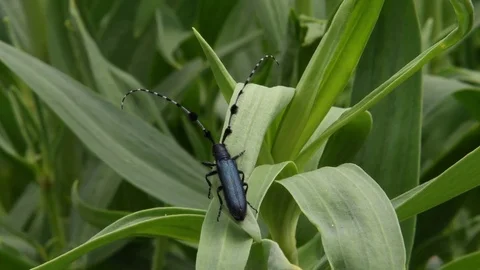 Long-horned beetle sitting Stock Footage 82557462