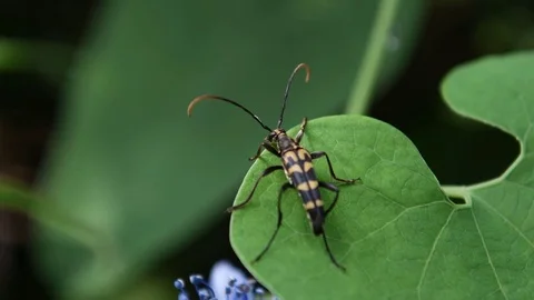 Long-horned beetle sitting Video stock 83473772