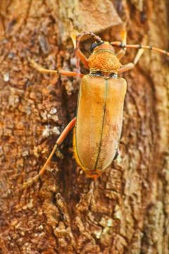 Long horned beetle on tree Stock Photos