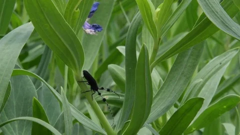Long-horned beetle turning Stock Footage 82557434
