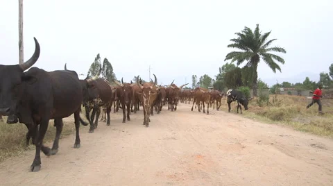 Long horned cattle Stock Footage 49367949