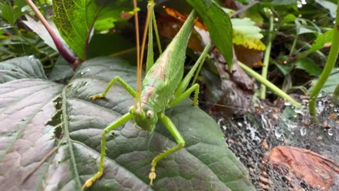 Premium Photo  Green bush-cricket long horned grasshopper on brown branch.