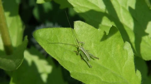 Long-horned grasshopper nymph sunbathing Stock Footage