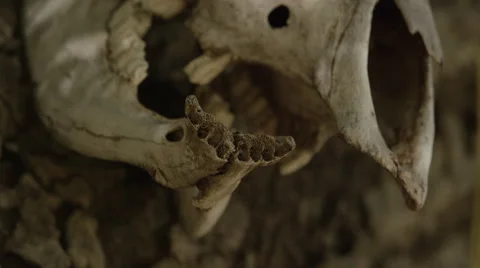 Long Horned Skull Close Up Stock Footage 59101281