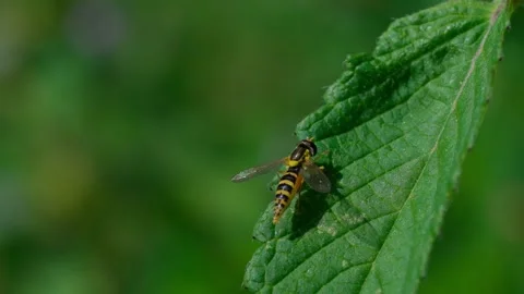 Long hoverfly Stock Footage 325510195