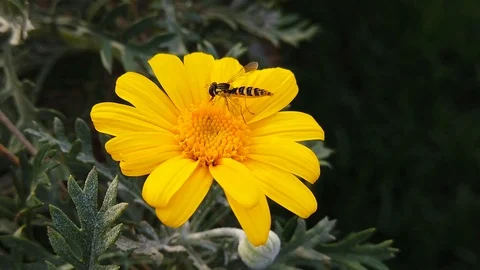 Long Hoverfly on a Golden Shrub Daisy (Slow Motion) Stock Footage 122238415