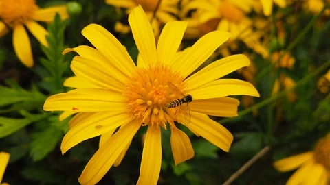 Long Hoverfly on a Golden Shrub Daisy 05 (Slow Motion) Stock Footage 122251219