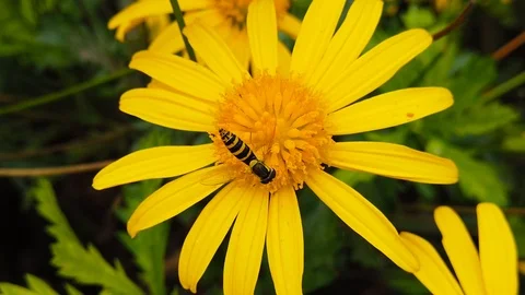 Long Hoverfly on a Golden Shrub Daisy 06 (Slow Motion) Stock Footage 122251859